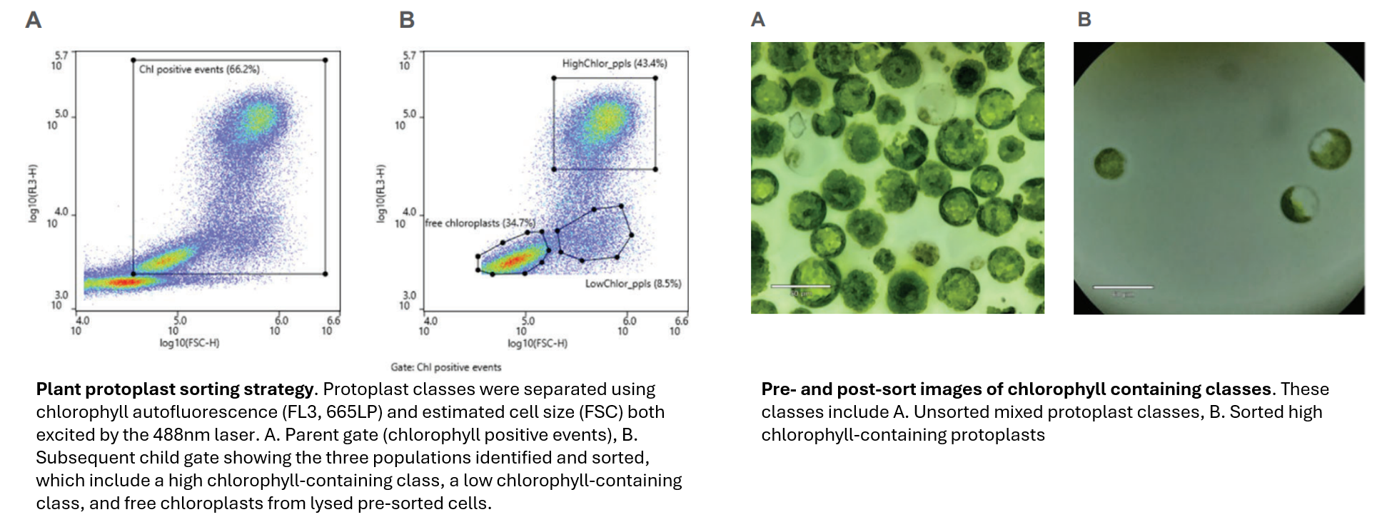 APN-0.35 Figure Plant Protoplast sorting strategy