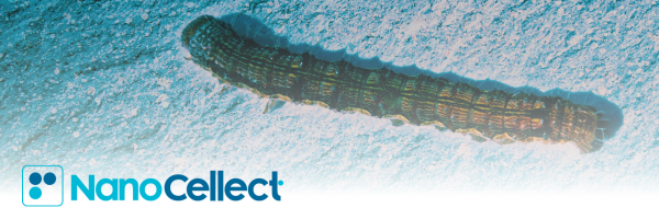 Insect Cells Sorting email header