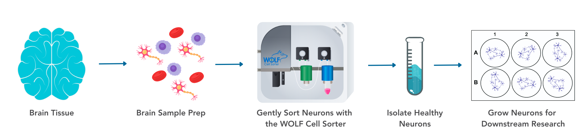 Neuron Sorting Workflow 2048x490-1