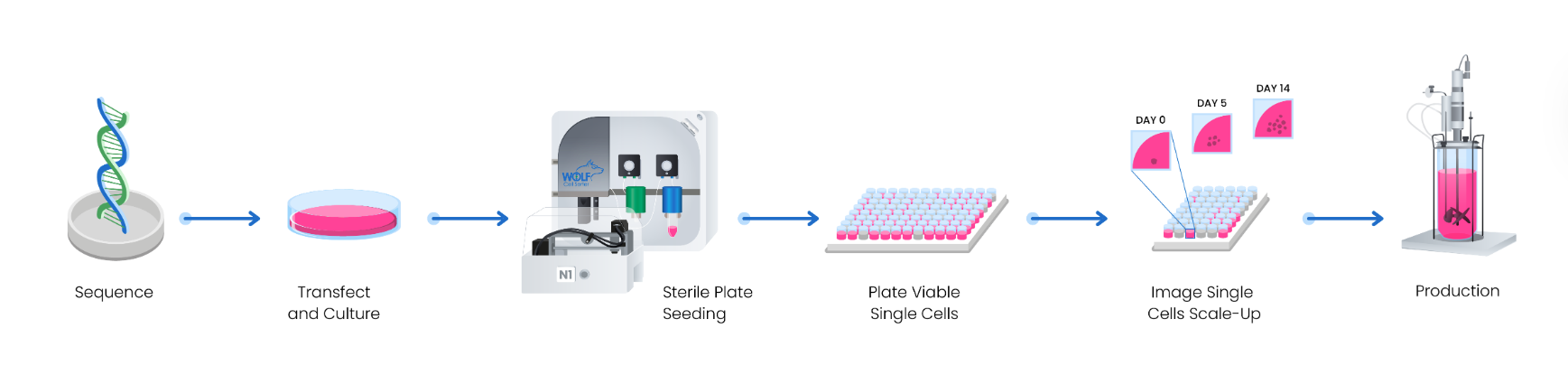 Cell Line Development Workflow