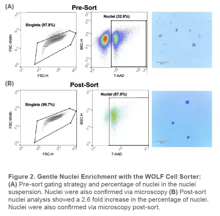 Gentle Nuclei Enrichment-with the WOLF Cell Sorter