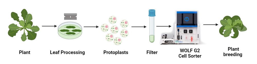 Protoplast cell sorting Overview - 1000x250