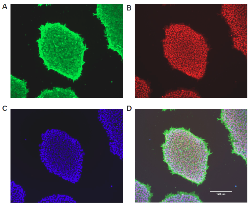 stem cell app note fig 5